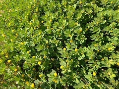 Trifolium dubium
