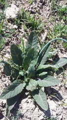 Verbascum pyramidatum