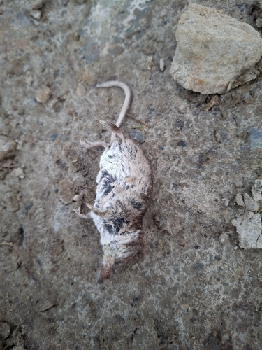 Common Shrew