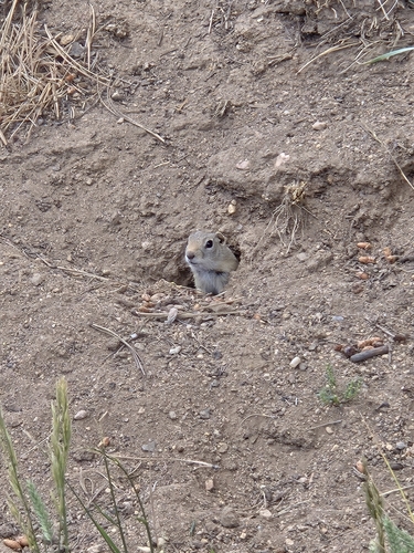 Wyoming Ground Squirrel observed by ropajr