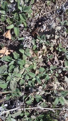 Salvia tomentosa