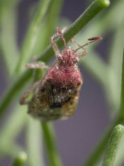 Hemiptera