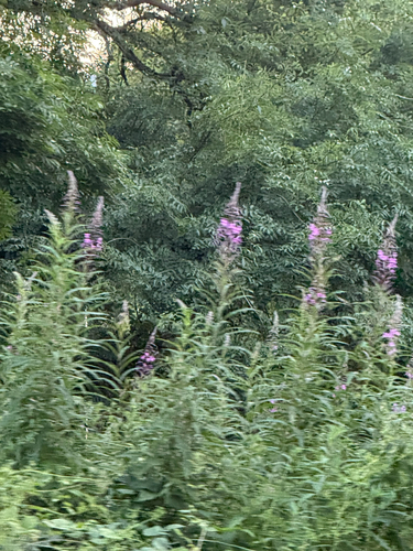 fireweed