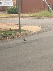 Acridotheres tristis