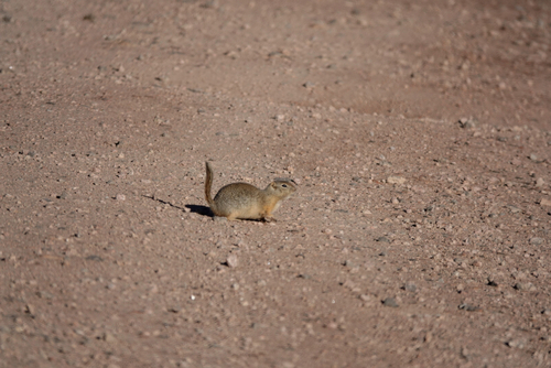 Wyoming Ground Squirrel observed by andrewjensen