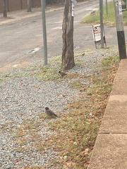 Acridotheres tristis