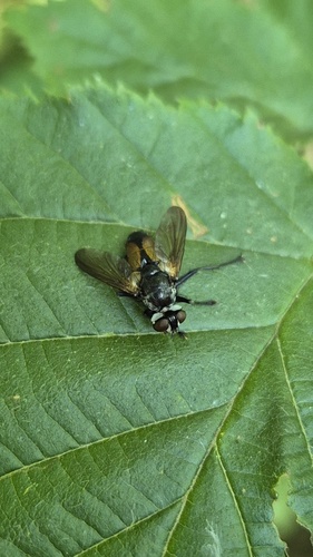 Tachinid fly