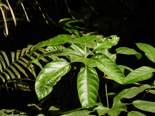 Trevesia burckii observed 2026-06-22