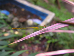Ceriagrion coromandelianum