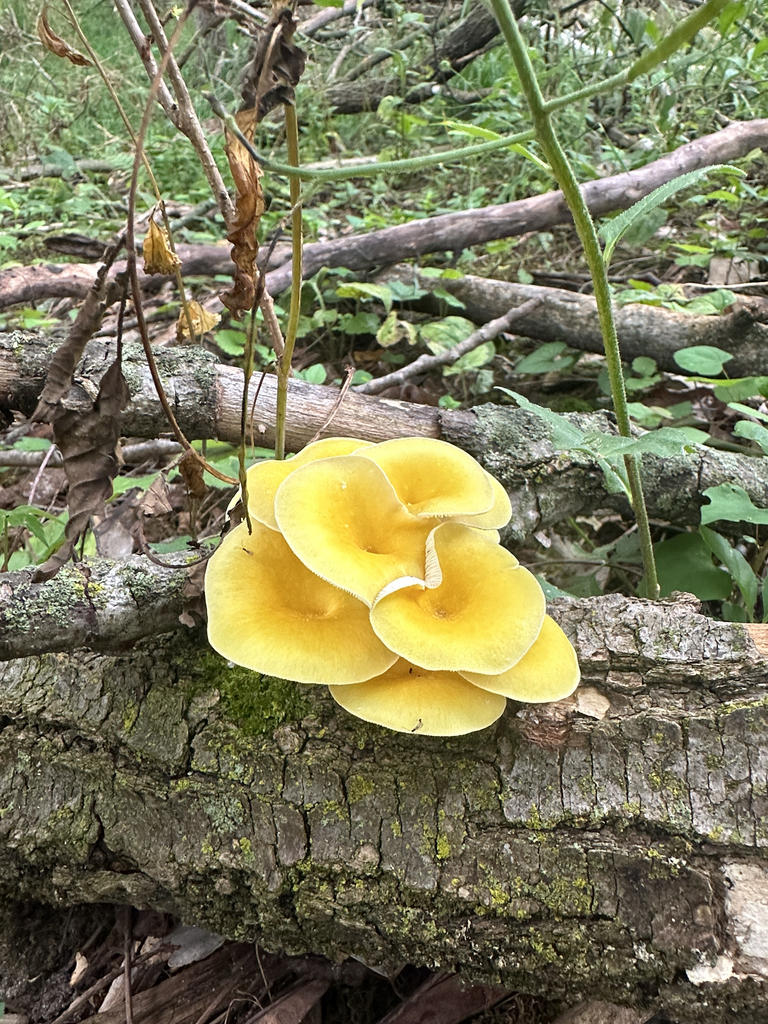 Golden Oyster Mushroom · July 2026 · photo: Photo: (c) Peter Quakenbush, some rights reserved (CC BY) · iNaturalist