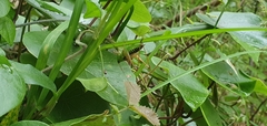 Anisoptera