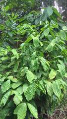 Coffea canephora
