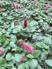 Acalypha pendula