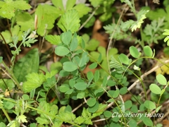Astragalus nokoensis