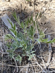 Lathyrus brachycalyx