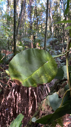 Macropharynx peltata, 2026-07-10