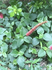 Acalypha pendula