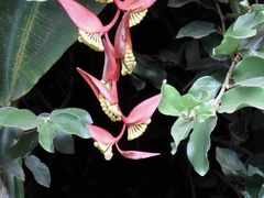 Heliconia collinsiana, photograph author not stated, no rights reserved
