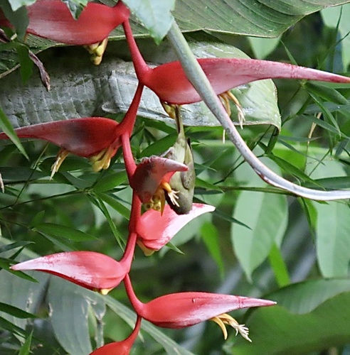 Heliconia collinsiana, photograph 5