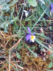 Viola tricolor tricolor