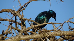 Lamprotornis chalybaeus