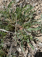 Astragalus beckwithii
