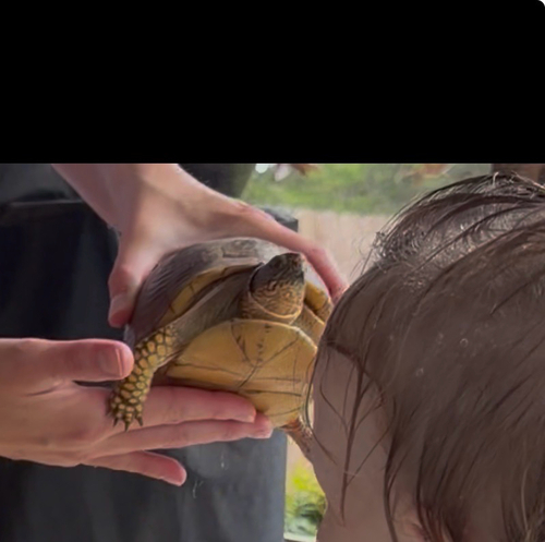 Three-toed Box Turtle
