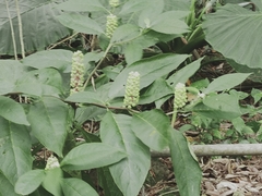 Phytolacca japonica