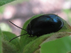 Agelastica coerulea