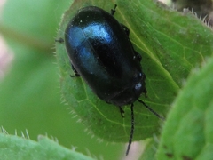 Agelastica coerulea