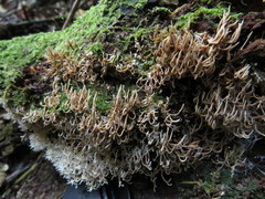Lentaria glaucosiccescens