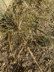 Austrostipa blackii