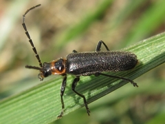 Lycocerus nigrimembris