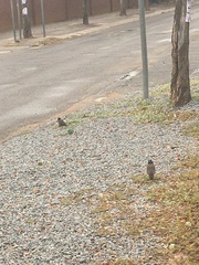 Acridotheres tristis