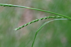 Carex strigosa