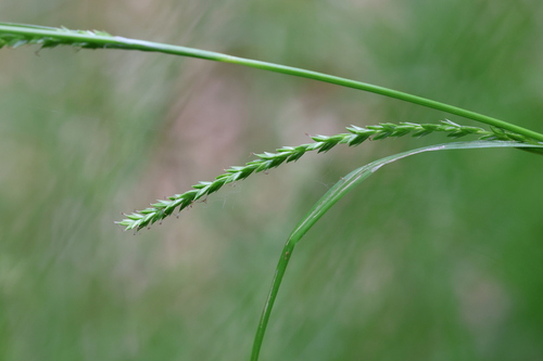 Carex strigosa, photograph 2