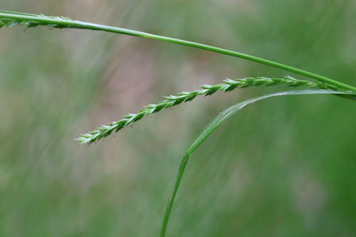 Carex strigosa, photograph 1