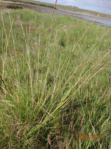 Sporobolus africanus
