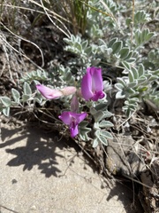 Astragalus utahensis