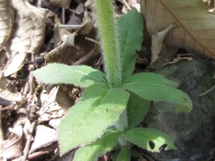 Veronicastrum sibiricum