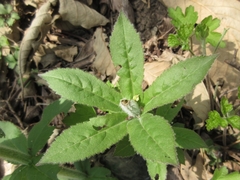 Veronicastrum sibiricum