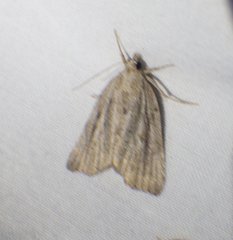 Cutina albopunctella