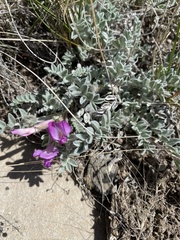 Astragalus utahensis