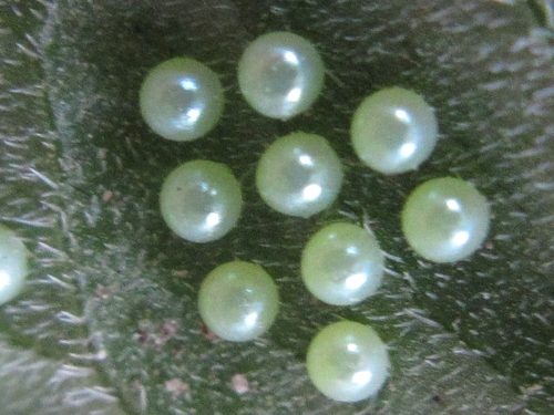 Princess Gifu Butterfly