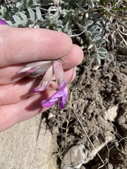 Astragalus utahensis