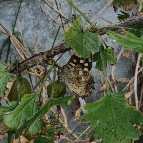 Speckled Wood