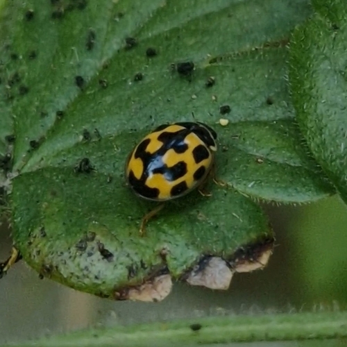 Fourteen-spotted Lady Beetle
