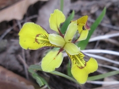 Iris minutoaurea