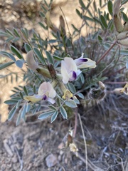 Astragalus eurekensis
