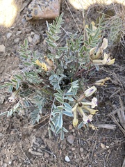 Astragalus eurekensis